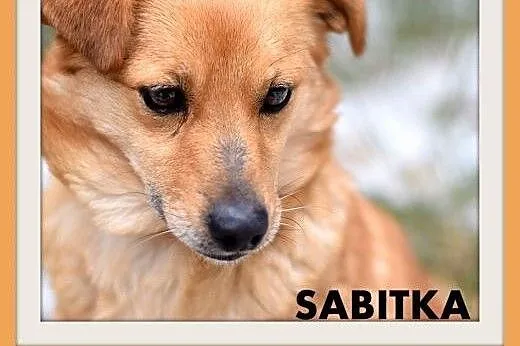 SABITKA,mała,9kg,łagodna,wesoła,tulaśna suczka.ADOPCJA,  małopolskie Kraków
