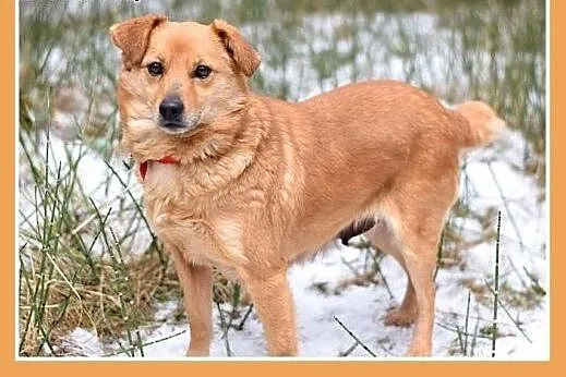 SABITKA,mała,9kg,łagodna,wesoła,tulaśna suczka.ADO