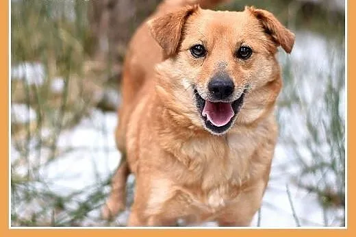 SABITKA,mała,9kg,łagodna,wesoła,tulaśna suczka.ADO