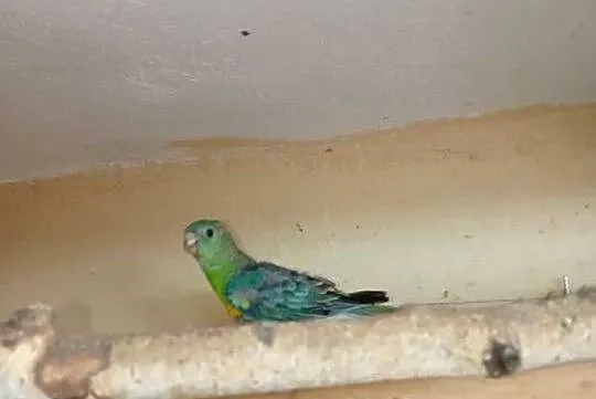 Papugi