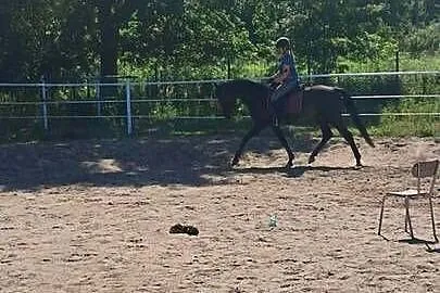 Sprzedam Ogiera, Mazowieckie, Grodzisk Mazowiecki