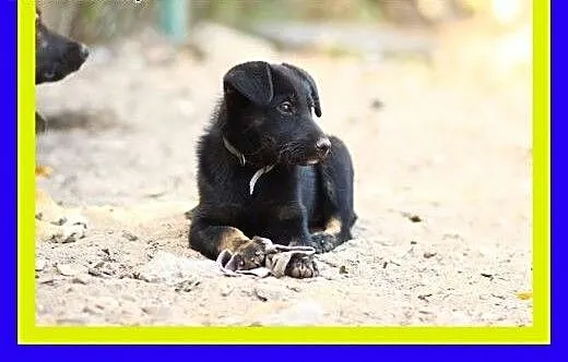 Mała,urocza 3miesięczna suczka szuka domu ADOPCJA,