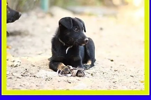 Mała,urocza 3miesięczna suczka szuka domu ADOPCJA,