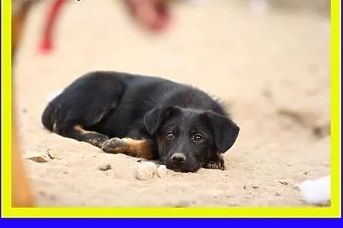 Mała,urocza 3miesięczna suczka szuka domu ADOPCJA,