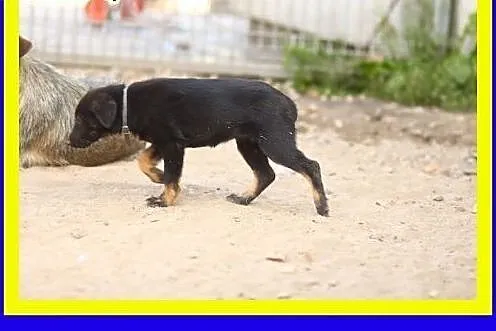 Mała,urocza 3miesięczna suczka szuka domu ADOPCJA,