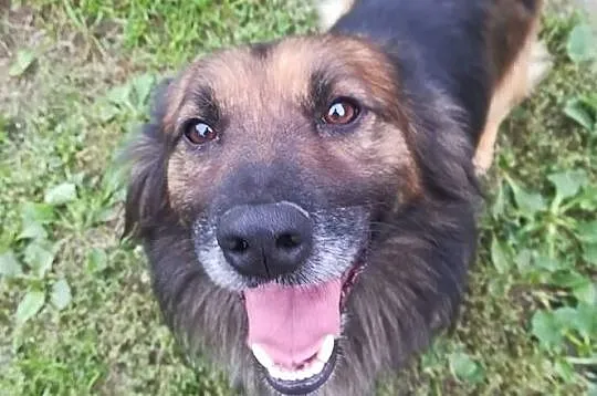 Puchacz-5lat, 10kg, długi psiak, krótkie łapki, super charakter, wesoły, towarzyski