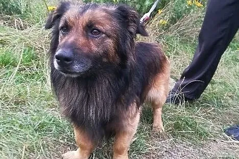 Puchacz-5lat, 10kg, długi psiak, krótkie łapki, super charakter, wesoły, towarzyski, , Wrocław