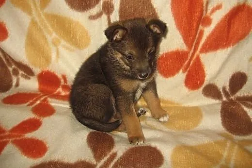 Malenka Zuzia 6-7 tyg.adopcja!!,  świętokrzyskie K