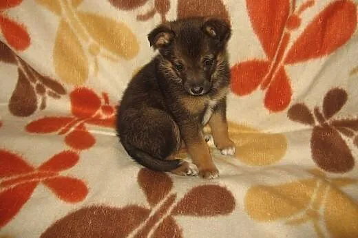 Malenka Zuzia 6-7 tyg.adopcja!!,  świętokrzyskie K