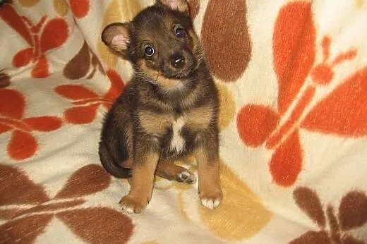 Malenka Zuzia 6-7 tyg.adopcja!!,  świętokrzyskie K