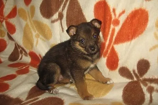 Malenka Zuzia 6-7 tyg.adopcja!!,  świętokrzyskie K