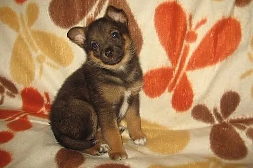 Malenka Zuzia 6-7 tyg.adopcja!!,  świętokrzyskie K