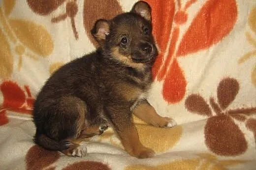 Malenka Zuzia 6-7 tyg.adopcja!!,  świętokrzyskie K