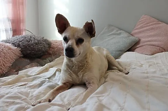 STAŚ - najsłodszy pies świata! adoptuj tego cudaka! :), Łódzkie, Łódź