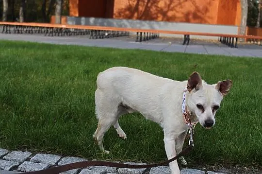 STAŚ - najsłodszy pies świata! adoptuj tego cudaka, Łódź