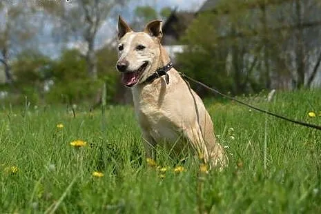 Cześć, jestem Bezik! Czy już mnie pokochałeś?,  Ku