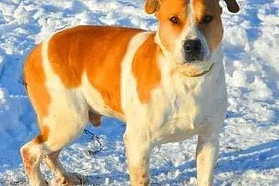 ROLEKS - łagodny psiak w typie amstaffa gaśnie w schronisku! ADOPTUJ