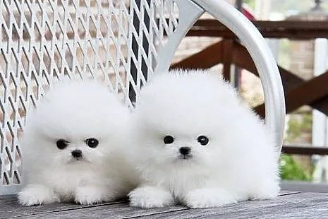 Pomeranian Sliczne malenkie szczenieta Miniaturka!!, , Włocławek