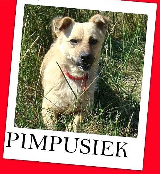 PIMPUŚ – Łagodny,posłuszny,radosny, mały