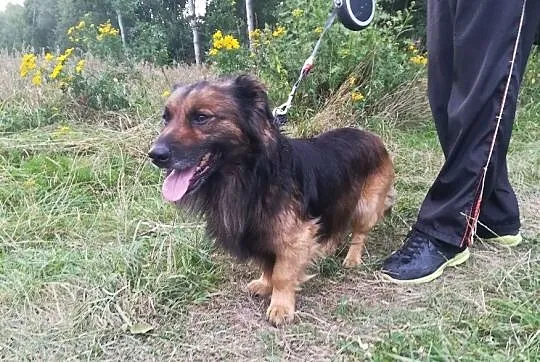 Puchacz-5lat, długi psiak na krótkich łapkach - cudowny charakter, pocieszne usposobienie.