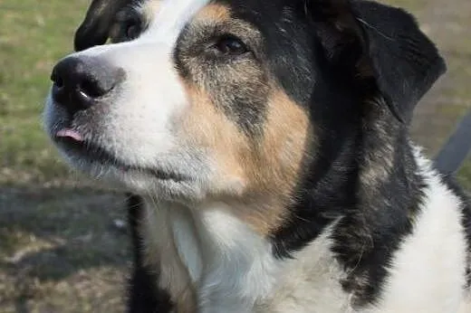 Bas - pies w typie Husky pinto stracił kochającą panią, pilnie potrzebuje domu ,  mazowieckie Warszawa
