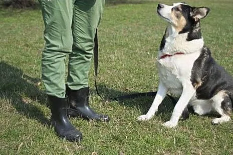 Bas - pies w typie Husky pinto stracił kochającą p