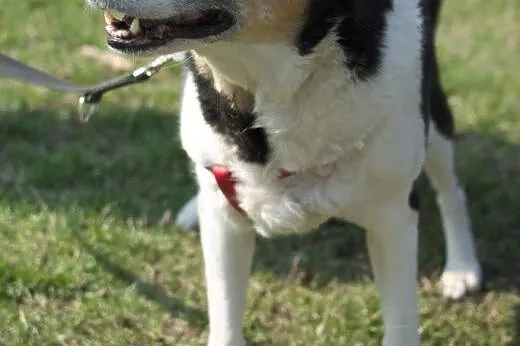 Bas - pies w typie Husky pinto stracił kochającą p