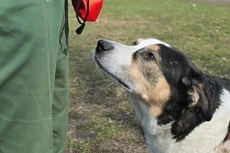 Bas - pies w typie Husky pinto stracił kochającą p