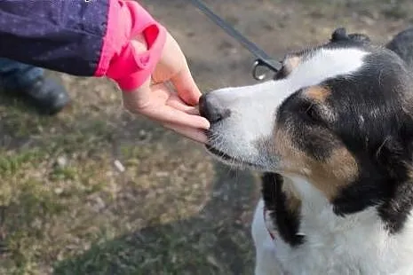 Bas - pies w typie Husky pinto stracił kochającą p