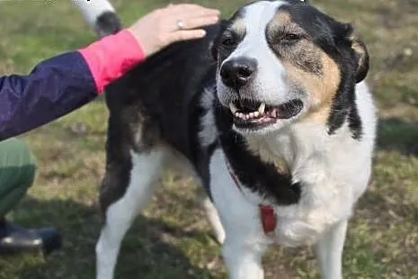 Bas - pies w typie Husky pinto stracił kochającą p