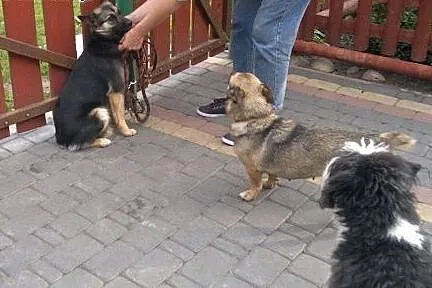 Bardzo grzeczna Mela szuka domu,  podlaskie Białys