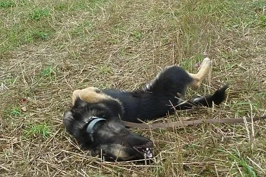 Bardzo grzeczna Mela szuka domu,  podlaskie Białys