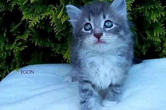 Kotek syberyjski, EGON uroczy niebieski z białympr, Częstochowa