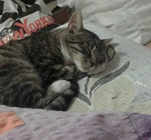 Lusia do adopcji, Pozostałe cała Polska