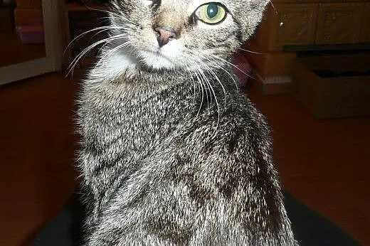Lusia do adopcji,  Pozostałe cała Polska