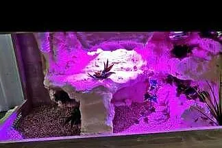 Okazja terrarium dla agamy gekona żółwia węża kameleona legwana boa pająka