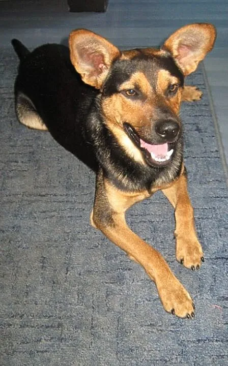 Atos szuka domu