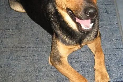 Atos szuka domu