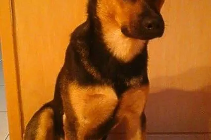 Atos szuka domu
