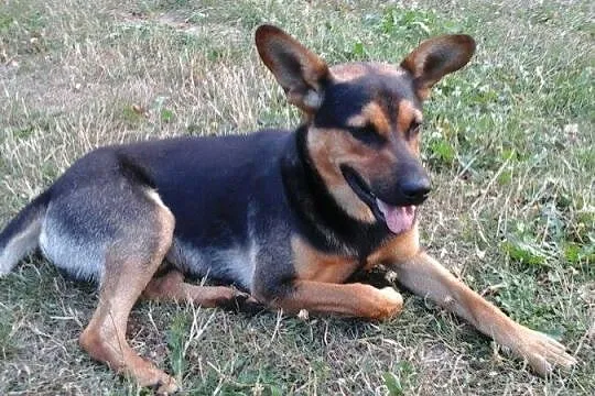 Atos szuka domu