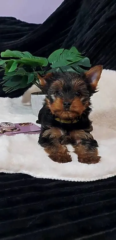 sunia yorkshire terrier, Dolnośląskie, Brzeg Dolny