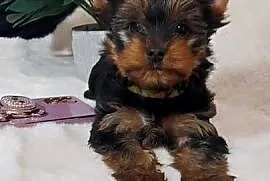 sunia yorkshire terrier