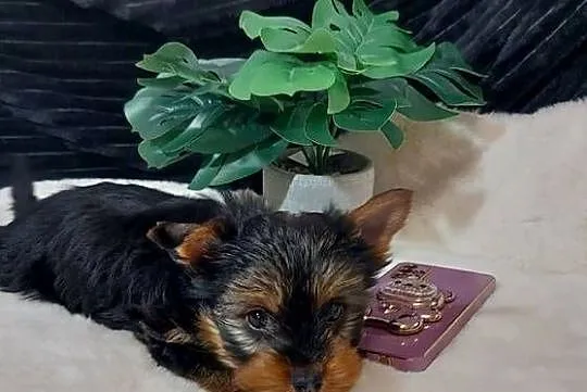 sunia yorkshire terrier, Dolnośląskie, Brzeg Dolny