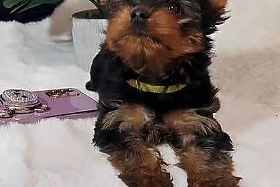 sunia yorkshire terrier, Dolnośląskie, Brzeg Dolny