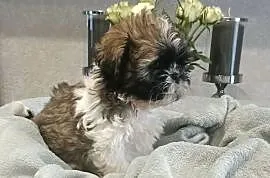 Shih Tzu piesek TOBI rodowód