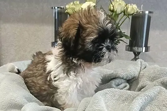 Shih Tzu piesek TOBI rodowód, Zachodniopomorskie, Koszalin