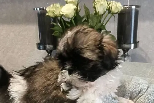 Shih Tzu piesek TOBI rodowód, Zachodniopomorskie, Koszalin