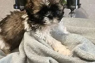 Shih Tzu piesek TOBI rodowód, Zachodniopomorskie, Koszalin
