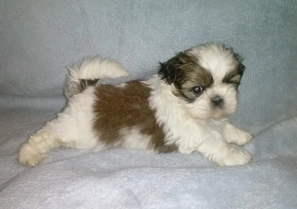 Shih-Tzu śliczne suczki .