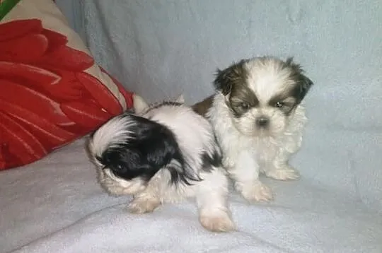 Shih-Tzu śliczne suczki .